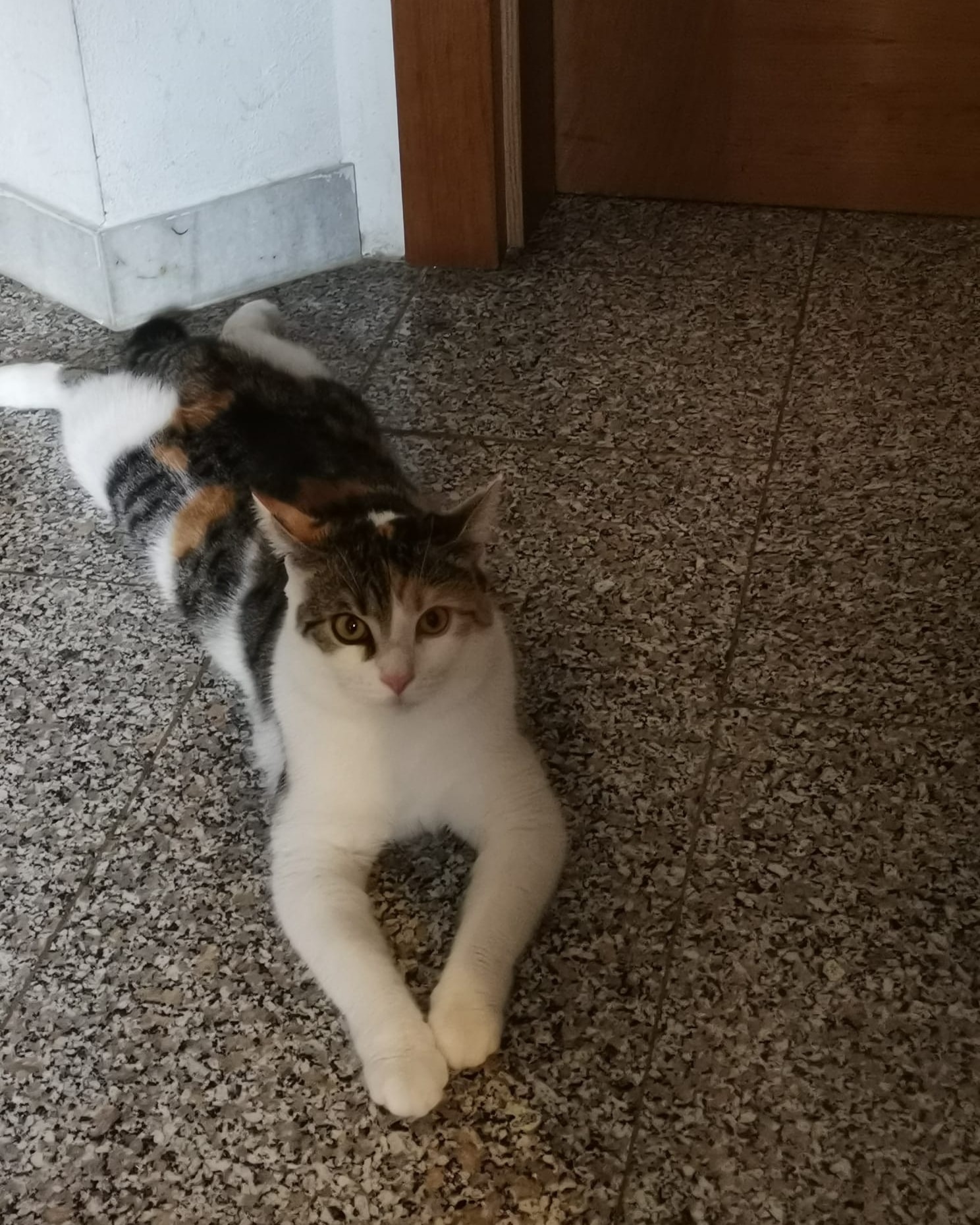 Funny - Eisenerz/Trofeng – Bild 1