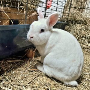 Jimmy und Johnny – Bild 3