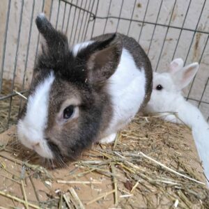 Jimmy und Johnny – Bild 4