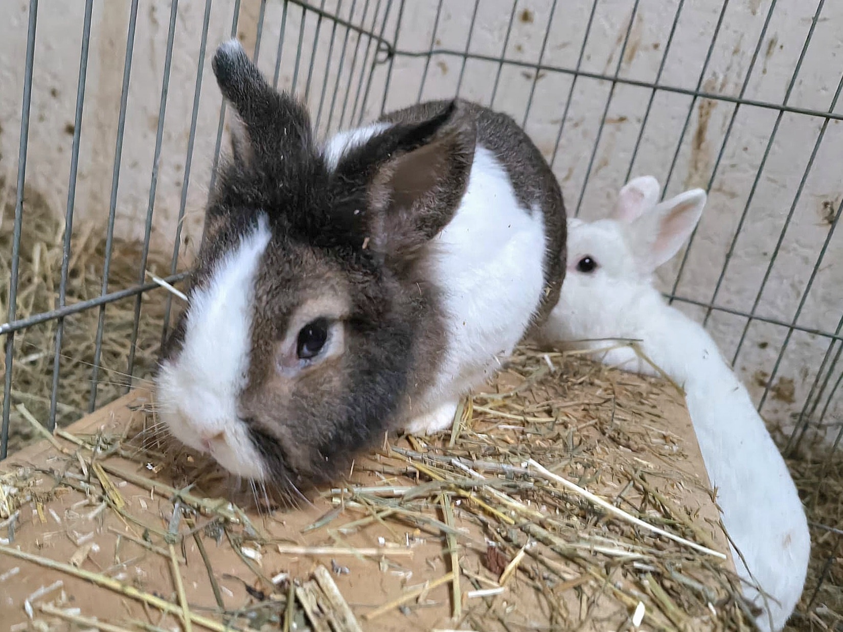 Jimmy und Johnny – Bild 4