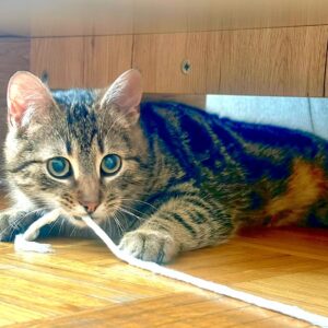 Knödl - 1 Jahr – Bild 3