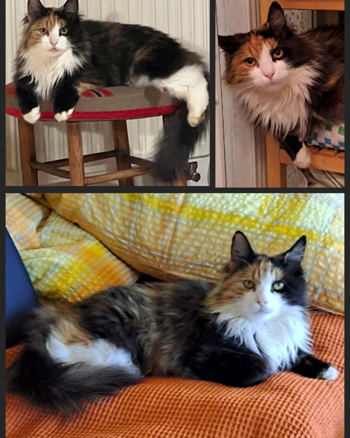 Merle - Trofaiach/Seiz – Bild 1