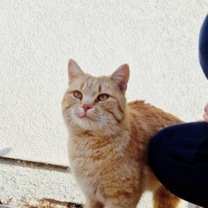 Muffin - 3-4 Jahre (Vermittlungshilfe) – Bild 2