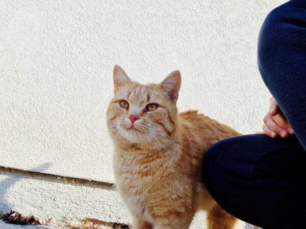 Muffin - 3-4 Jahre (Vermittlungshilfe)