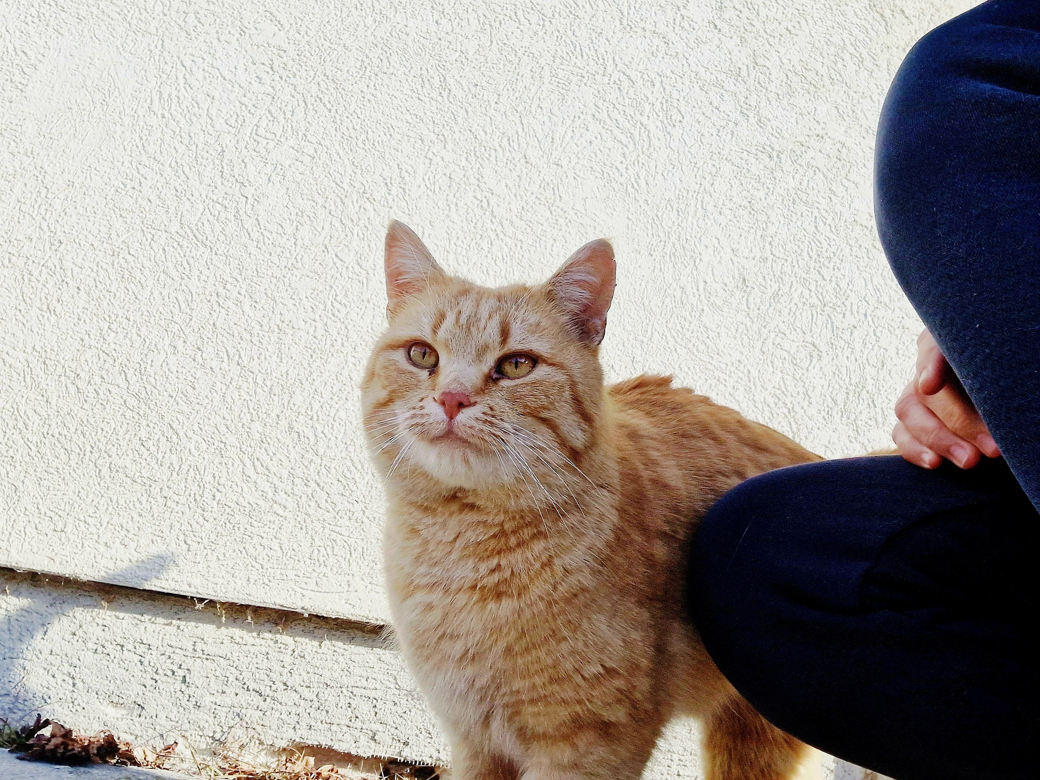 Muffin - 3-4 Jahre (Vermittlungshilfe) – Bild 2