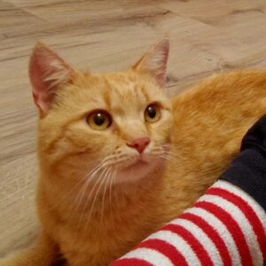 Muffin - 3-4 Jahre (Vermittlungshilfe)