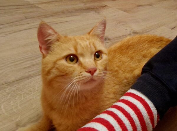 Muffin - 3-4 Jahre (Vermittlungshilfe)