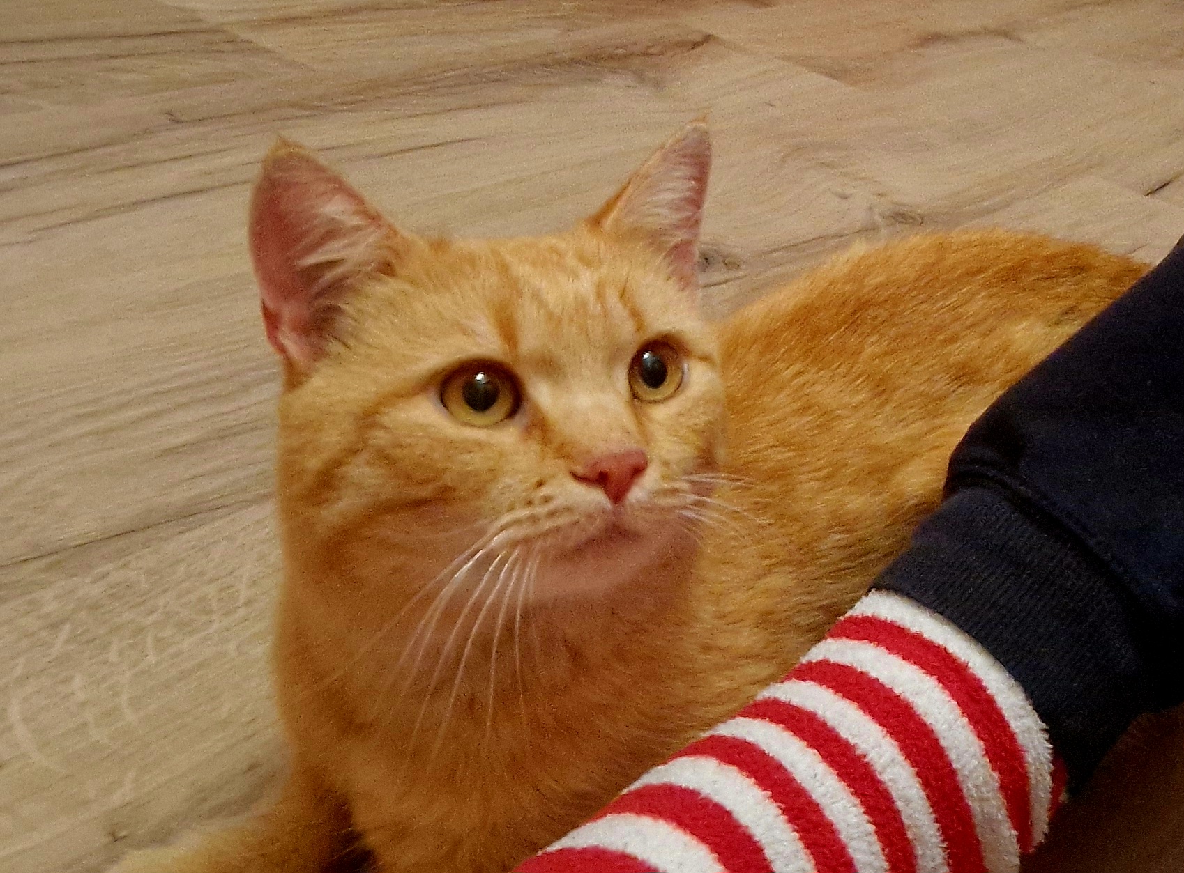 Muffin - 3-4 Jahre (Vermittlungshilfe) – Bild 1