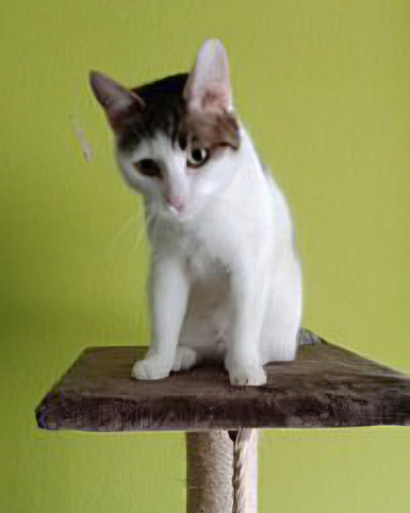 Nala -  7 Jahre – Bild 1