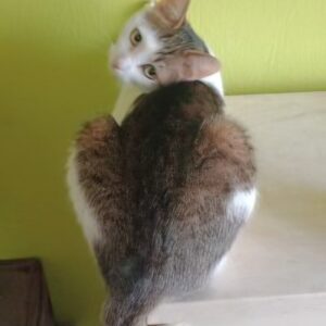 Nala -  7 Jahre – Bild 2