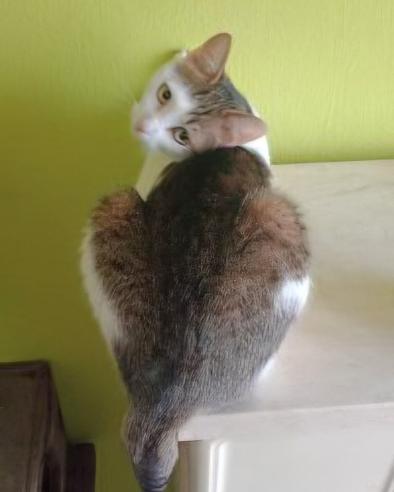 Nala -  7 Jahre – Bild 2