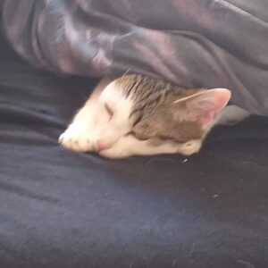 Nala -  7 Jahre – Bild 3