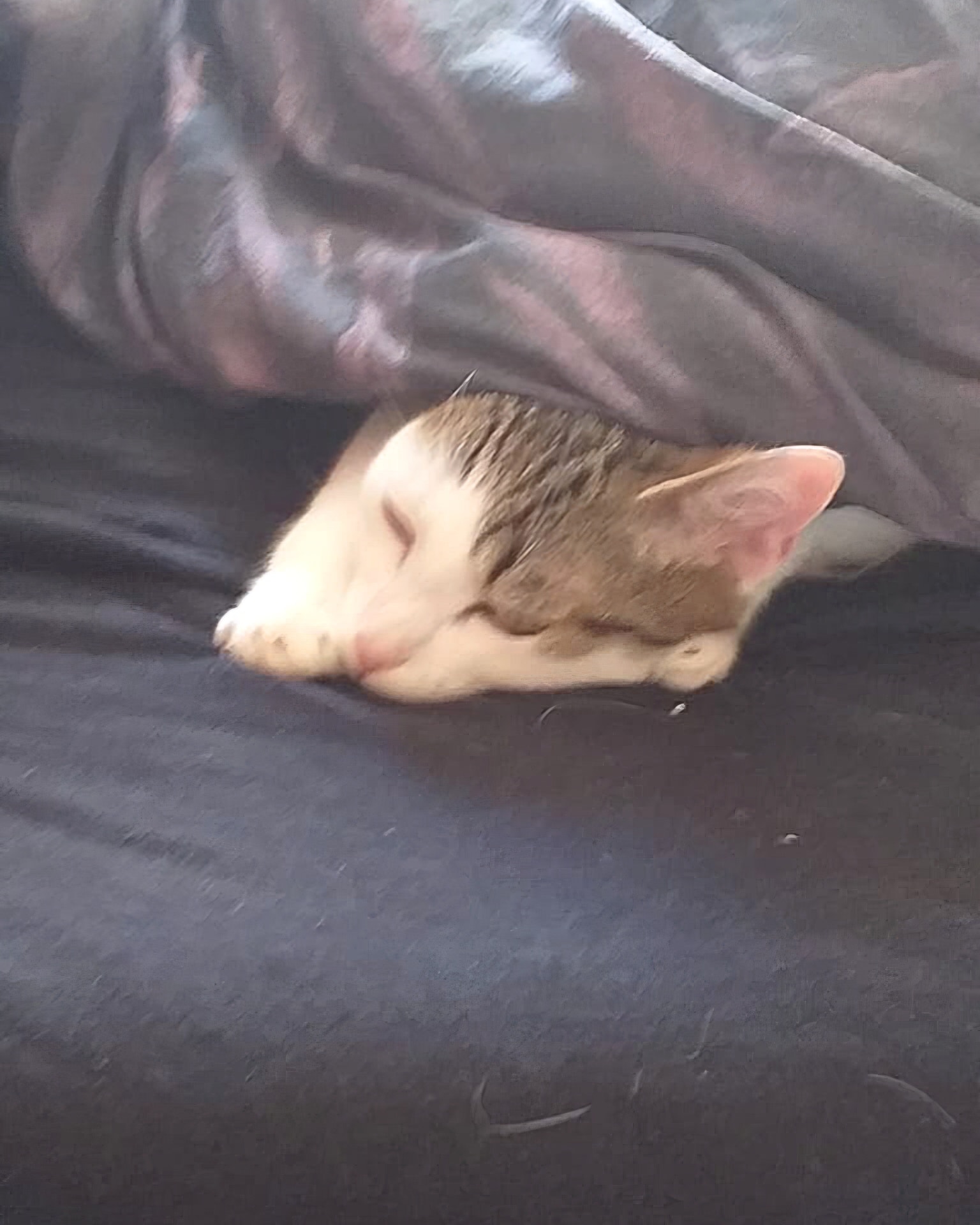 Nala -  7 Jahre – Bild 3