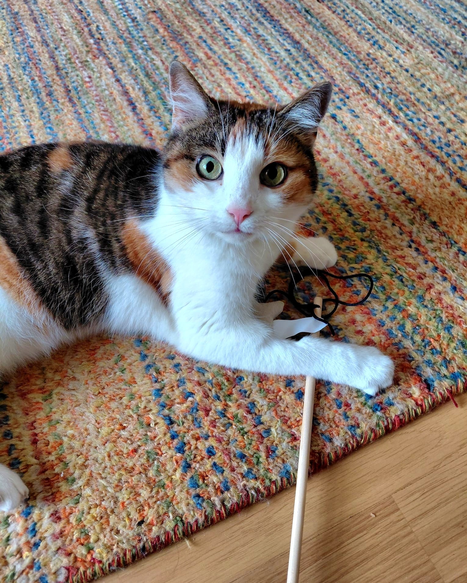 Amy - 10 Jahre – Bild 1