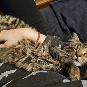 Felix - St. Michael – Bild 2