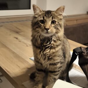 Felix - St. Michael – Bild 3