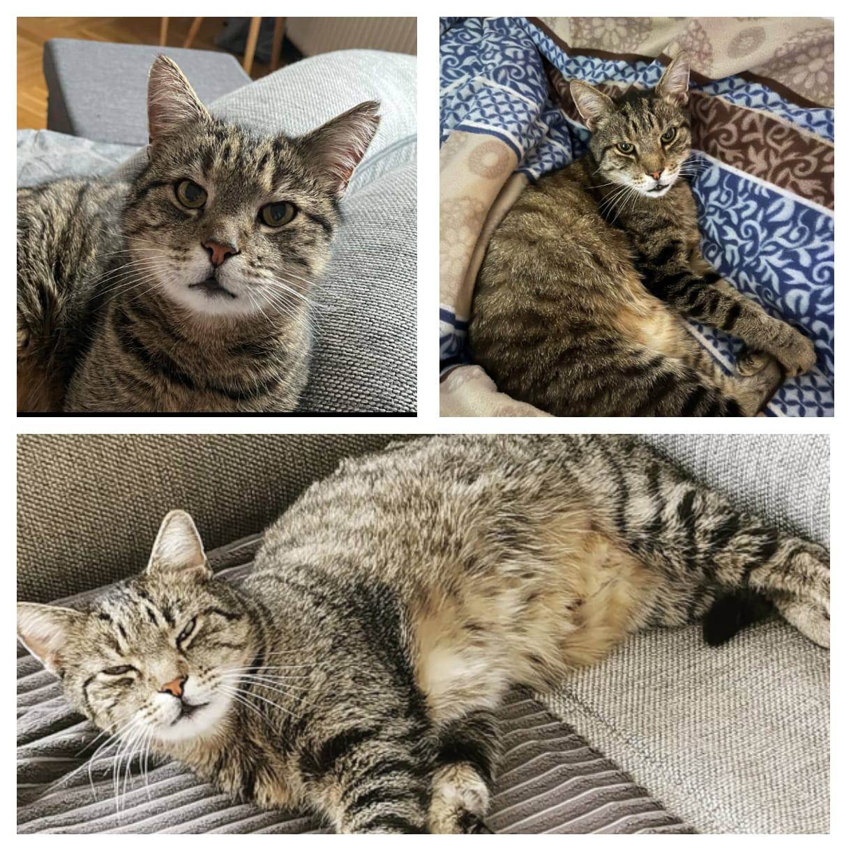 Strizzi - St.Michael – Bild 1