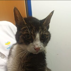 Fundkater - Leoben Schillerstrasse