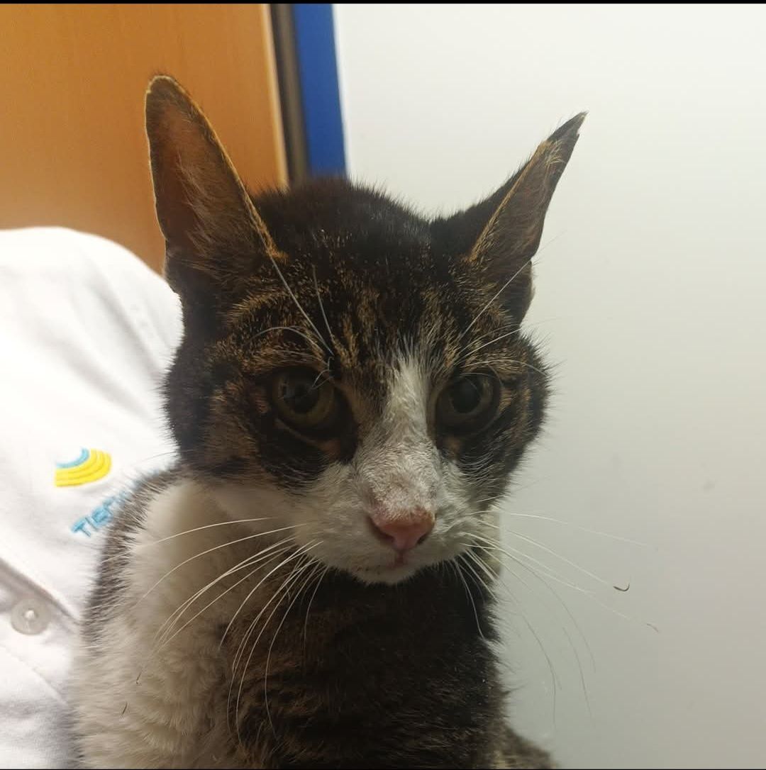 Fundkater - Leoben Schillerstrasse – Bild 1