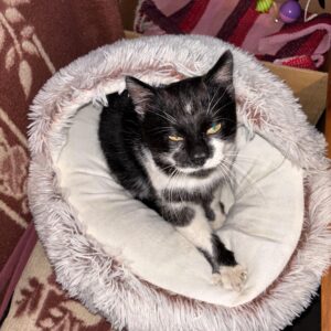 Frosty - Auwald / St. Michael – Bild 2