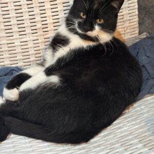 Frosty - Auwald / St. Michael