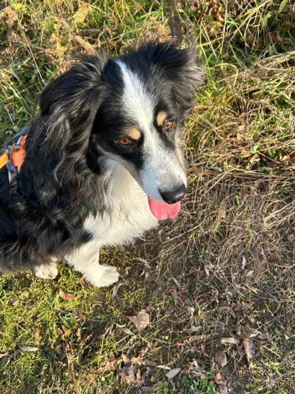 Lino - 4 Jahre VERMITTLUNGSHILFE!