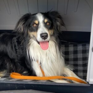 Lino - 4 Jahre VERMITTLUNGSHILFE!