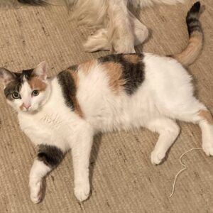 Phoenix (w) - Trofaiach