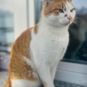 Kitty - St .Michael – Bild 2