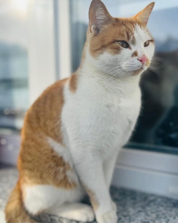 Kitty - St .Michael
