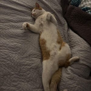 Kitty - St .Michael – Bild 3