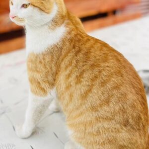 Kitty - St .Michael – Bild 4