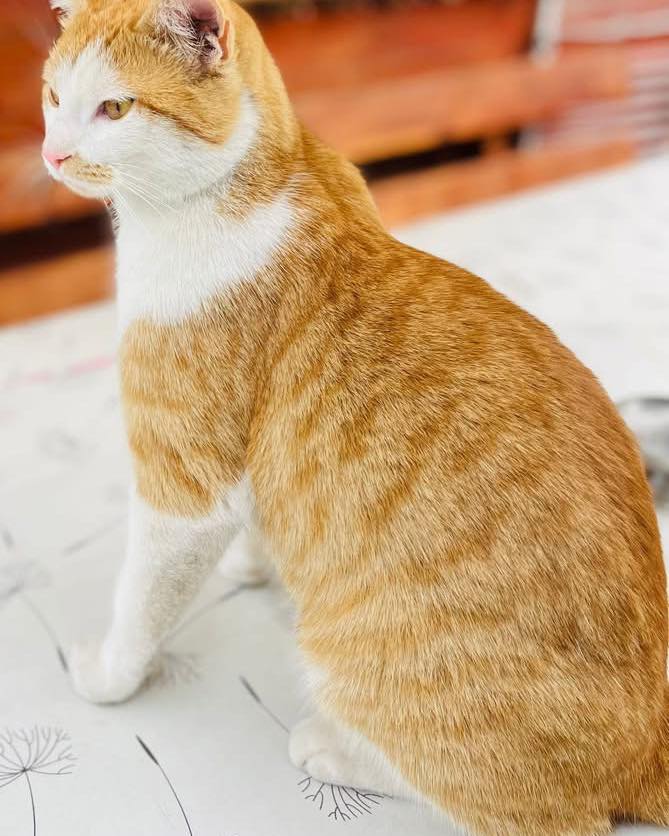 Kitty - St .Michael – Bild 4