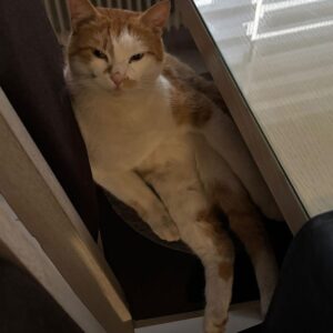 Kitty - St .Michael – Bild 5