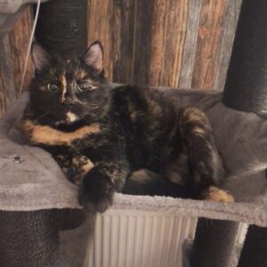 Xenia - Eisenerz – Bild 2