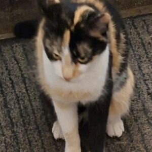 Katze - Donawitz – Bild 3