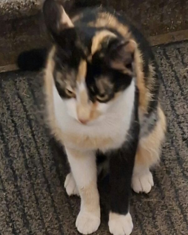 Katze - Donawitz
