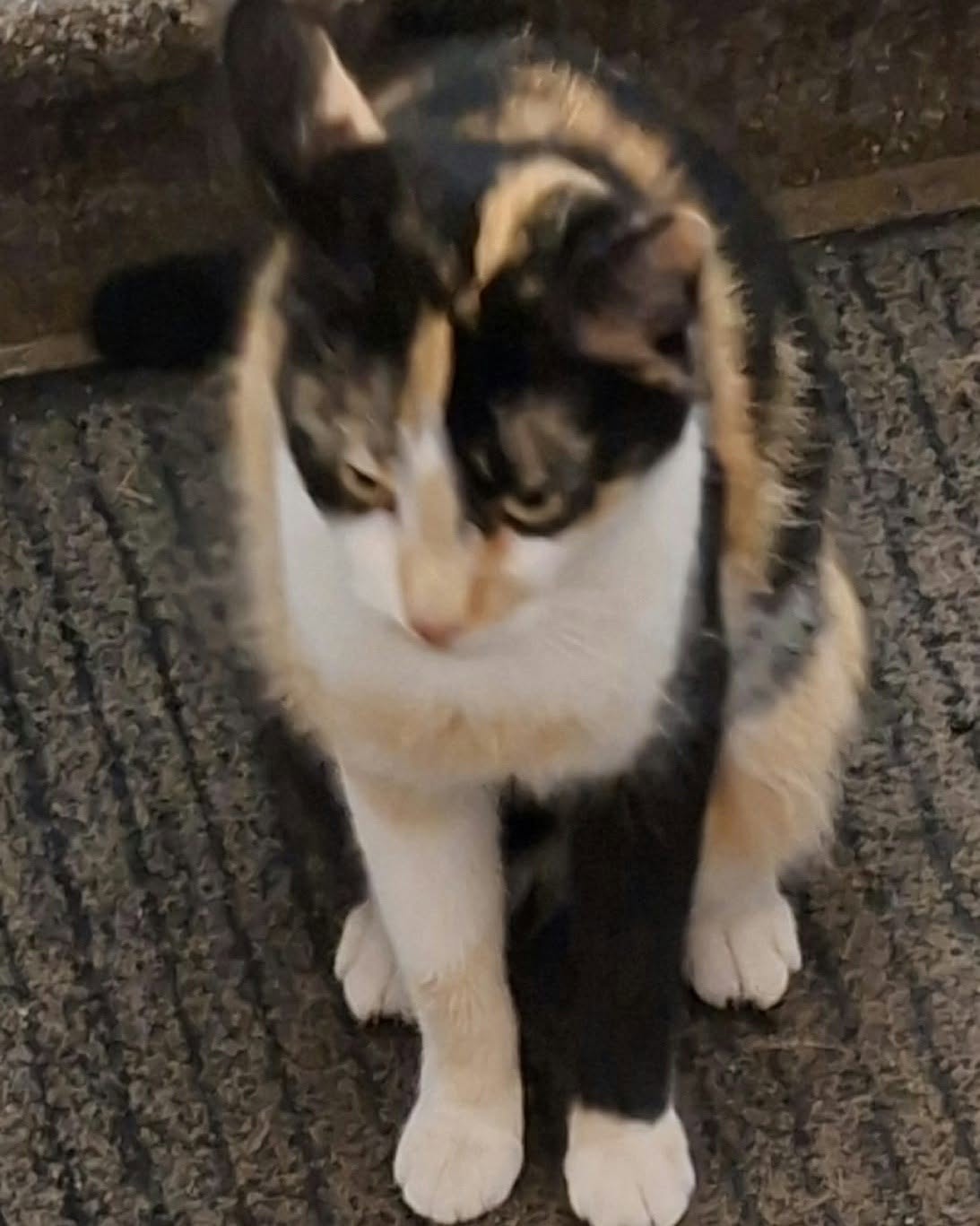 Katze - Donawitz – Bild 3