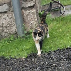 Katze - Donawitz – Bild 2