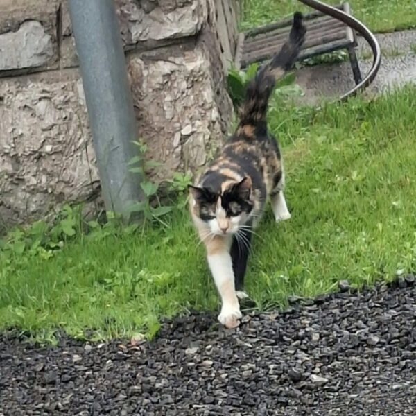 Katze - Donawitz