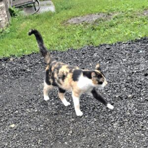 Katze - Donawitz – Bild 4
