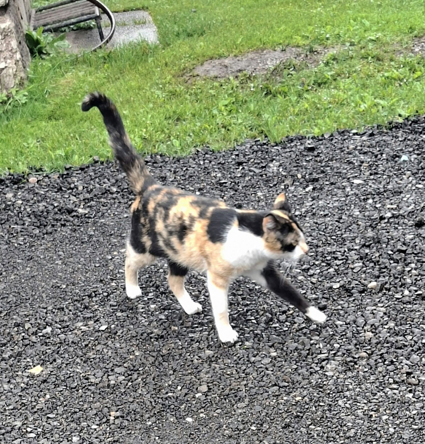 Katze - Donawitz – Bild 4