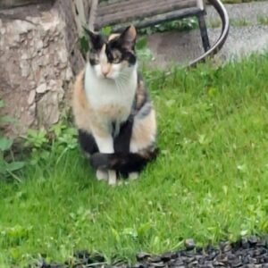 Katze - Donawitz – Bild 1