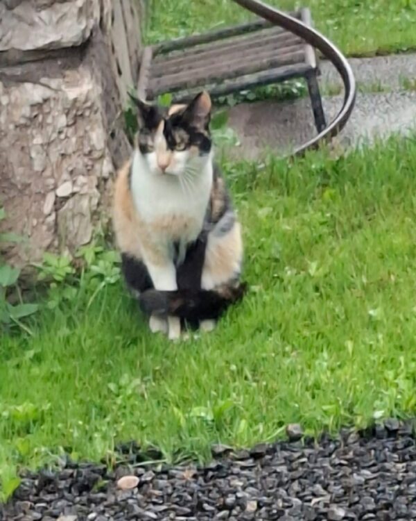 Katze - Donawitz