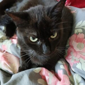 Katze - Donawitz