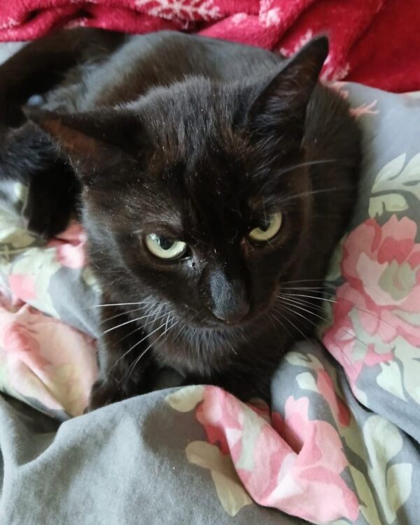 Katze - Donawitz